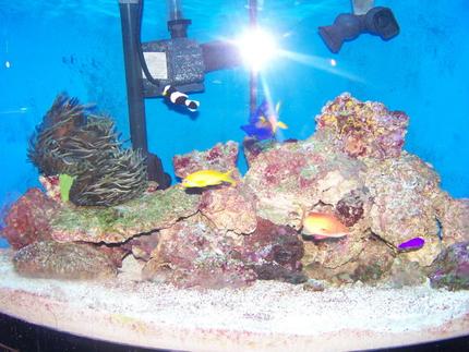 saltwater fish - pseudochromis porphyreus - purple pseudochromis stocking in 70 gallons tank - 70 gal bowfront corner tank, 380 watt MH PC combo, 40 lbs live rock, 60 lbs live sand or so, fluvall FX5, remora pro with mag drive 3, clean up crew, black and white oscellaris, coral beauty, strawberry pseudocromis, 2 femail squami anthias and 1 male squami anthias, Bubble tip anemone, cleaner shrimp, running since aug of 08'