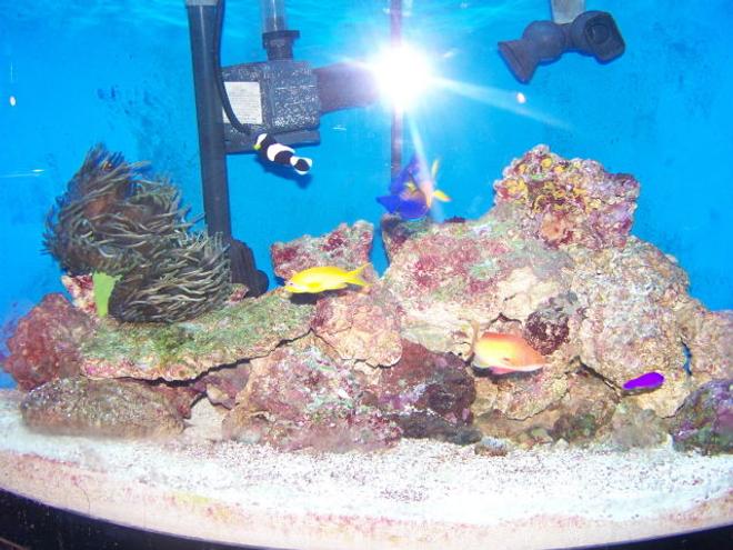 saltwater fish - pseudochromis porphyreus - purple pseudochromis stocking in 70 gallons tank - 70 gal bowfront corner tank, 380 watt MH PC combo, 40 lbs live rock, 60 lbs live sand or so, fluvall FX5, remora pro with mag drive 3, clean up crew, black and white oscellaris, coral beauty, strawberry pseudocromis, 2 femail squami anthias and 1 male squami anthias, Bubble tip anemone, cleaner shrimp, running since aug of 08'