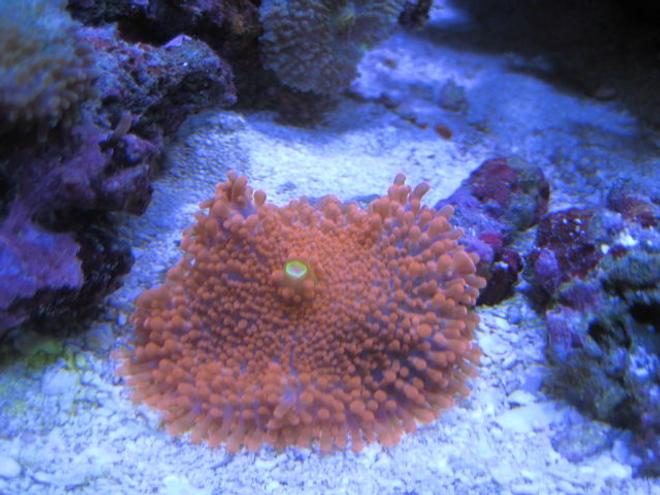 corals inverts - ricordea yuma - ricordea mushroom stocking in 46 gallons tank - More Corals