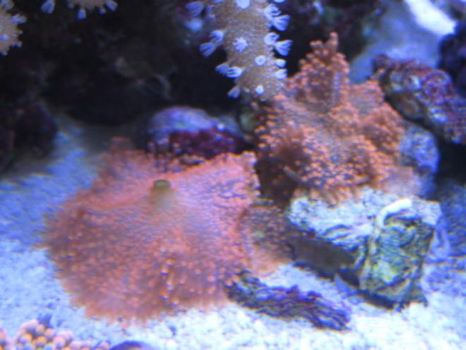 corals inverts - ricordea yuma - ricordea mushroom stocking in 46 gallons tank - More Corals