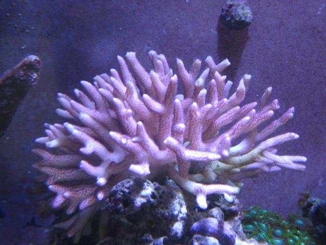 corals inverts - seriatopora stellata - pink thick branch birdsnest coral stocking in 46 gallons tank - Corals