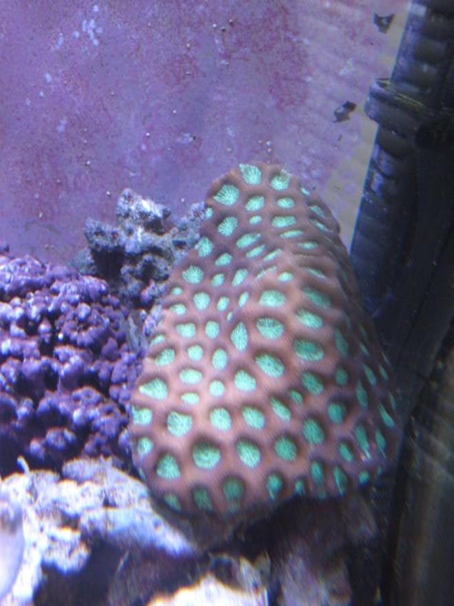 corals inverts - favites sp. - super green favia brain stocking in 46 gallons tank - Corals