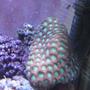 corals inverts - favites sp. - super green favia brain stocking in 46 gallons tank - Corals
