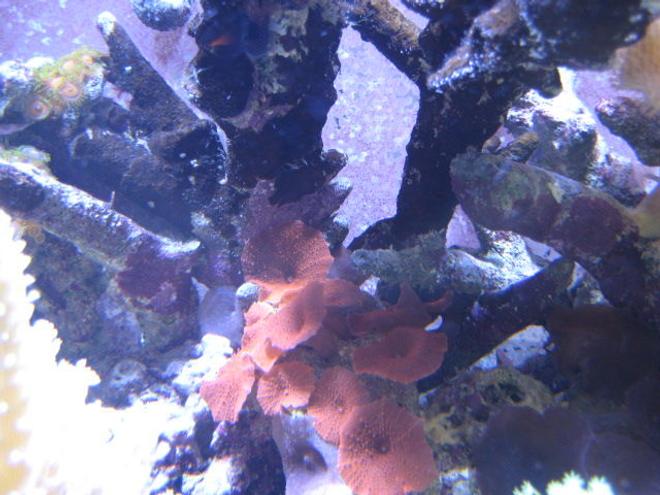 corals inverts - actinodiscus sp. - red mushroom stocking in 46 gallons tank - Corals