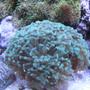 corals inverts - euphyllia paradivisa - frogspawn coral - branched stocking in 46 gallons tank - Corals