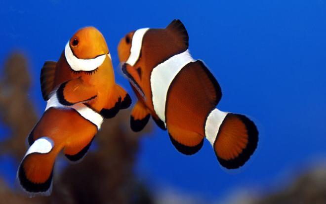 saltwater fish - amphiprion ocellaris - ocellaris clownfish stocking in 75 gallons tank - dancing clowns