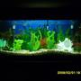 28 gallons freshwater fish tank (mostly fish and non-living decorations) - My Fishtank #2a
