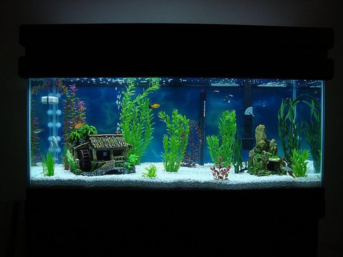 75 gallons freshwater fish tank (mostly fish and non-living decorations) - First Tank