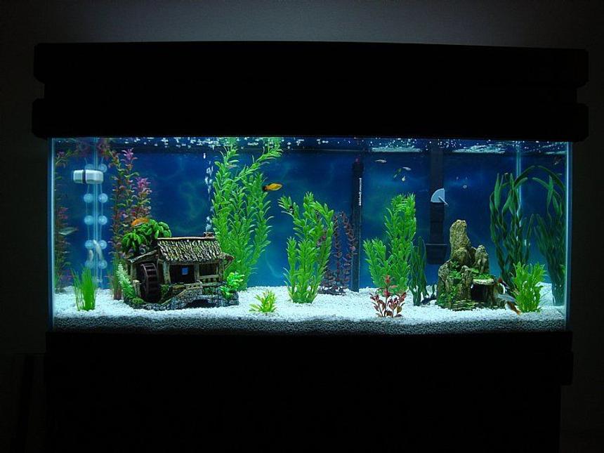 Rated #1411: 75 Gallons Freshwater Fish Tank - First Tank