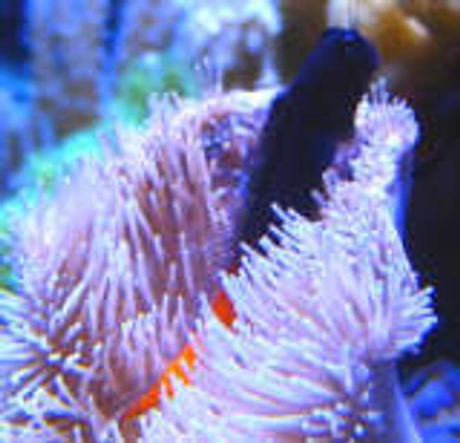 saltwater fish - ecsenius bicolor - bicolor blenny stocking in 46 gallons tank - Blenny