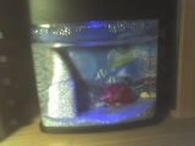 1 gallon freshwater fish tank (mostly fish and non-living decorations) - my emo fishes ^^