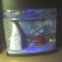 1 gallon freshwater fish tank (mostly fish and non-living decorations) - my emo fishes ^^