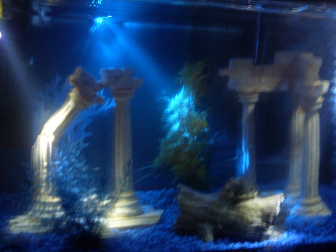 fish tank picture - no fish yet...but roman theme with lots of blue!