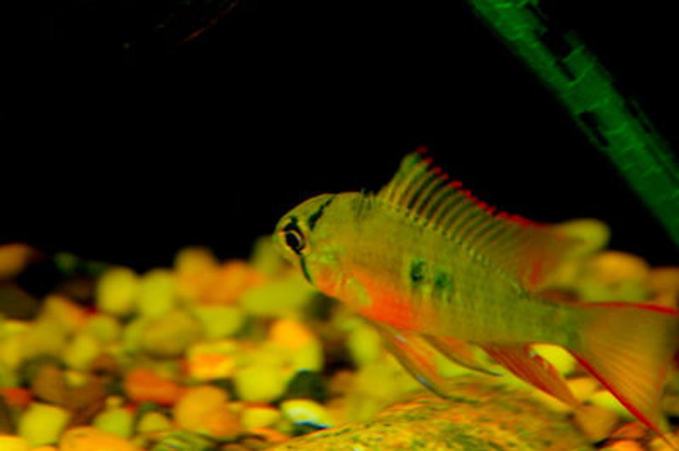 freshwater fish - microgeophagus altispinosa - bolivian ram - Bolivian.