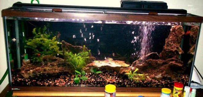 55 gallons freshwater fish tank (mostly fish and non-living decorations) - My 55 gal, redecorated.  Includes Congo Tetras, Bosemani Rainbows, Silver Angels, a couple of Plecos and some Rainbow Wags.