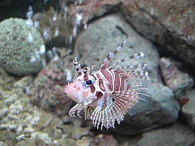 saltwater fish - dendrochirus zebra - dwarf/zebra lionfish stocking in 700 gallons tank - Leo the Lionfish