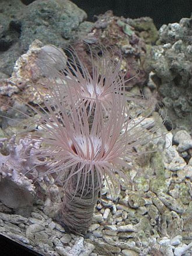 corals inverts - cerianthus membranacea - tube anemone stocking in 700 gallons tank - Waiting for anything to touch me.
