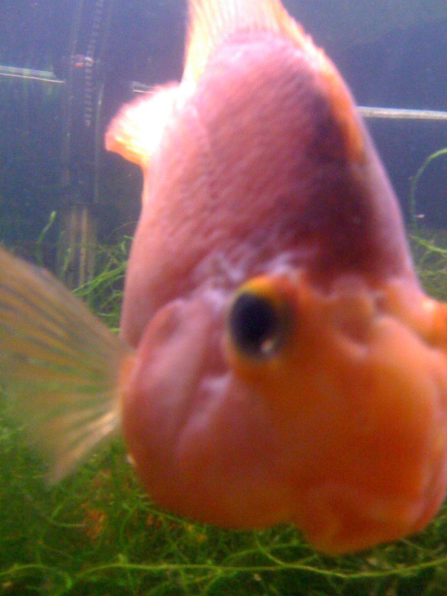 freshwater fish - heros severus x amphilophus citrinellum - blood parrot stocking in 75 gallons tank - This was one of my four Blood Parrots. I rescued two with hole in the head disease. She was my little clown. RIP Hammie