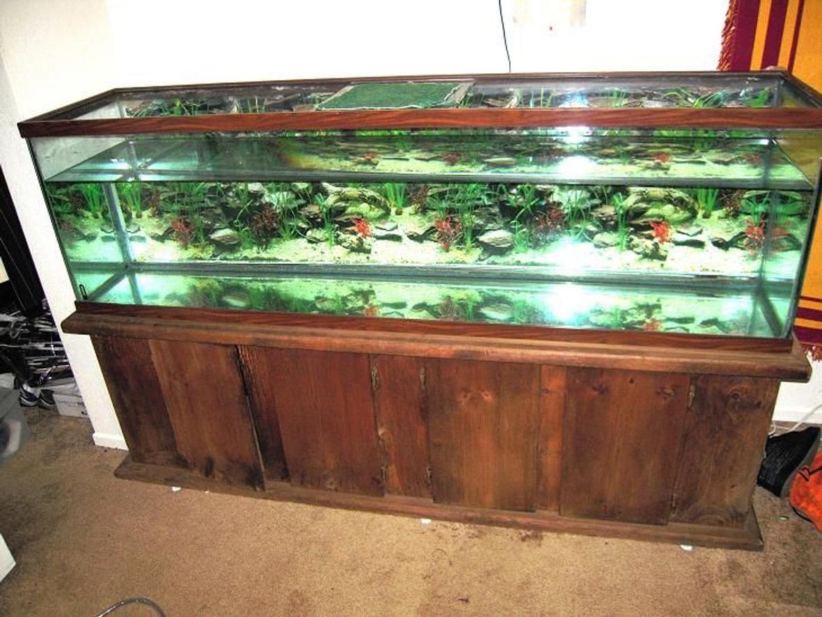 100 gallons freshwater fish tank (mostly fish and non-living decorations) - The new start.