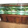 100 gallons freshwater fish tank (mostly fish and non-living decorations) - The new start.