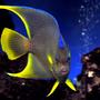 saltwater fish - holacanthus isabelita - blue angelfish stocking in 75 gallons tank - Blue angel
