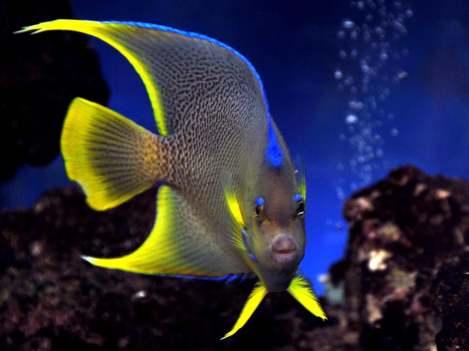 saltwater fish - holacanthus isabelita - blue angelfish stocking in 75 gallons tank - Blue angel