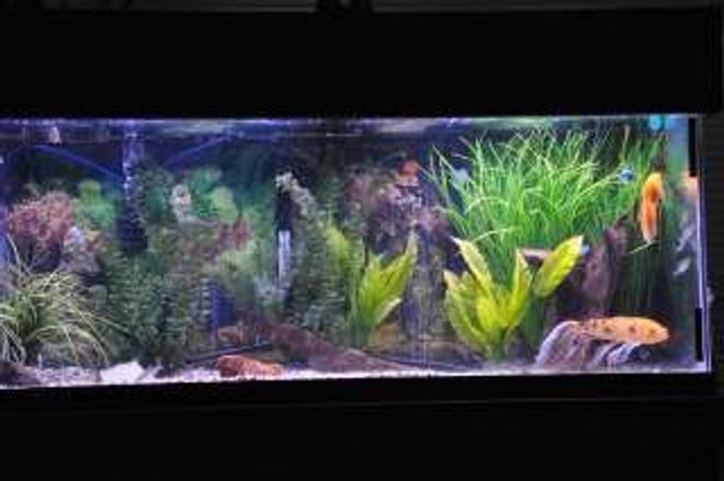 75 gallons freshwater fish tank (mostly fish and non-living decorations) - 75 Community with gouramis, danio, columbian sharks, koi and a tri fin, gold nugget and others
