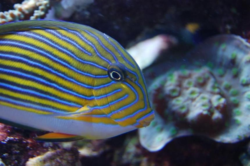 Rated #27: Saltwater Fish - Acanthurus Lineatus - Clown Tang Stocking In 210 Gallons Tank - Acanthurus lineatus