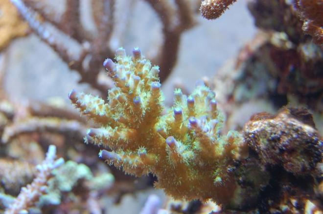 corals inverts - acropora tenuis - tenuis, green with purple tips stocking in 210 gallons tank - Acropora tenuis