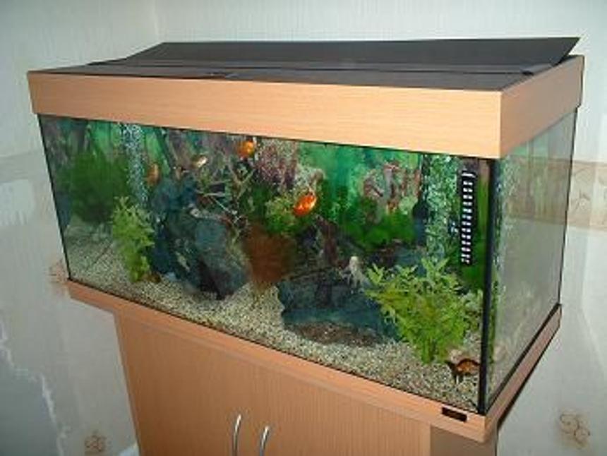 Rated #213: 180 Gallons Planted Tank - This tank set-up was my first with coldwater fish.