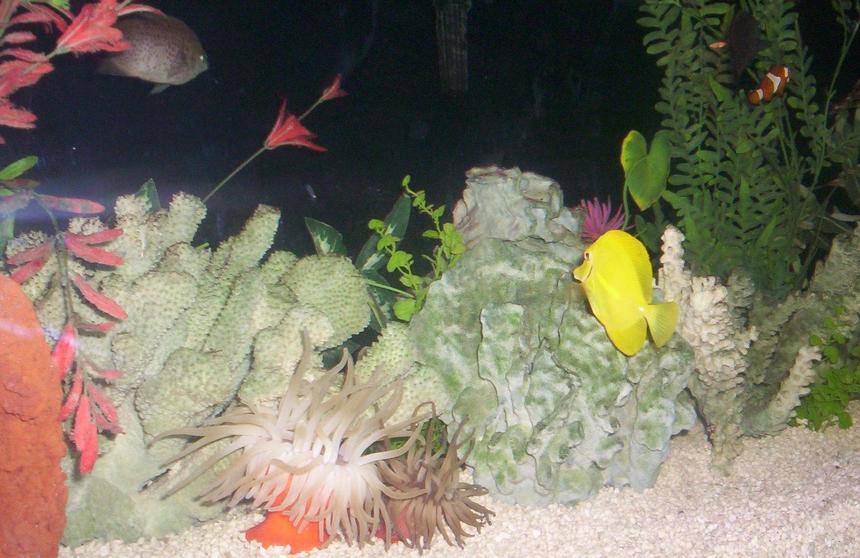 Rated #79: Corals Inverts - Condylactis Gigantea - Condy Anemone Stocking In 125 Gallons Tank - 2 Condy Anenomes and Yellow Tang