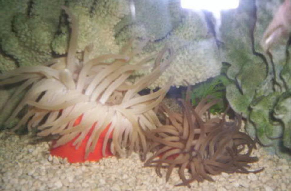 corals inverts - condylactis gigantea - condy anemone stocking in 125 gallons tank - 2 Condy Anenomes