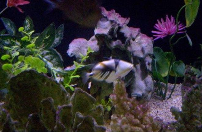 saltwater fish - rhinecanthus aculeatus - humu picasso triggerfish stocking in 125 gallons tank - Huma Trigger