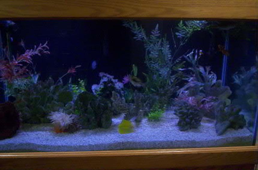 Rated #35: 125 Gallons Saltwater Fish Tank - My 125 Saltwater tank