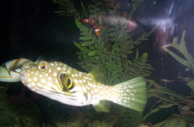 saltwater fish - arothron hispidus - stars and stripes puffer stocking in 125 gallons tank - Stars and Stripes Puffer