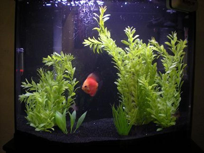 Rated #3216: 26 Gallons Freshwater Fish Tank - 26 Gallon Bow Front(Pretty Good I Think For My First Tank)