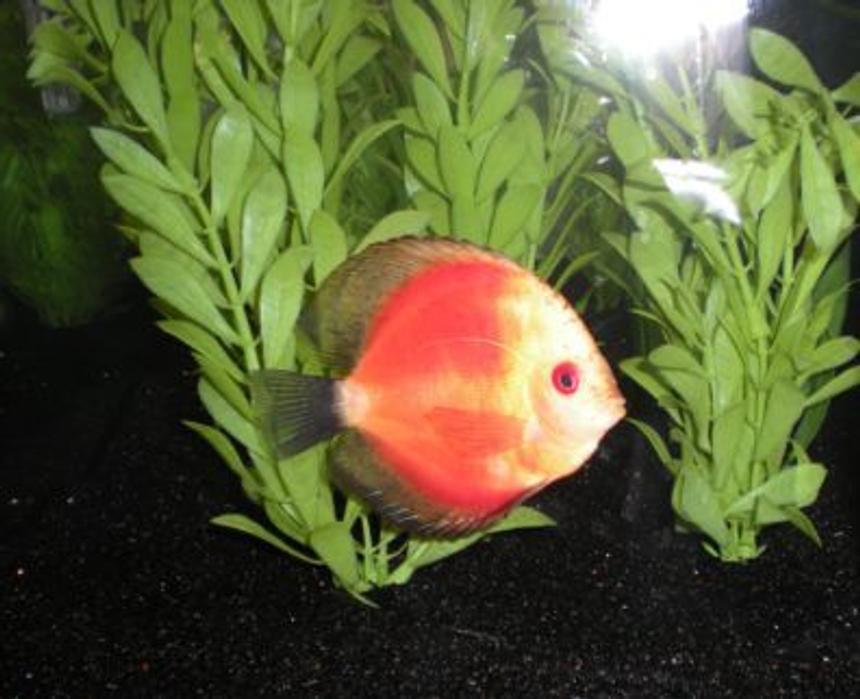 Rated #1481: Freshwater Fish - Red Melon Discus Stocking In 26 Gallons Tank - Yellow Face Red Melon Discus