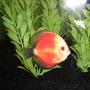 freshwater fish - red melon discus stocking in 26 gallons tank - Yellow Face Red Melon Discus