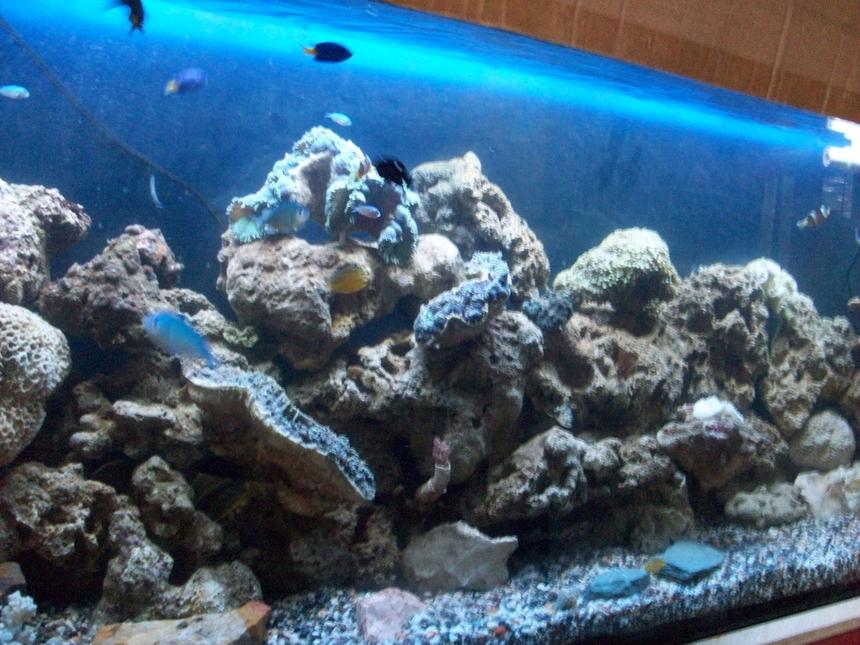 Rated #15: 60 Gallons Saltwater Fish Tank - 70 gal FWLR, newbie set-up