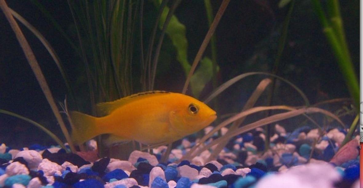 freshwater fish - labidochromis caeruleus - electric yellow cichlid stocking in 55 gallons tank - Yellow Cichlid