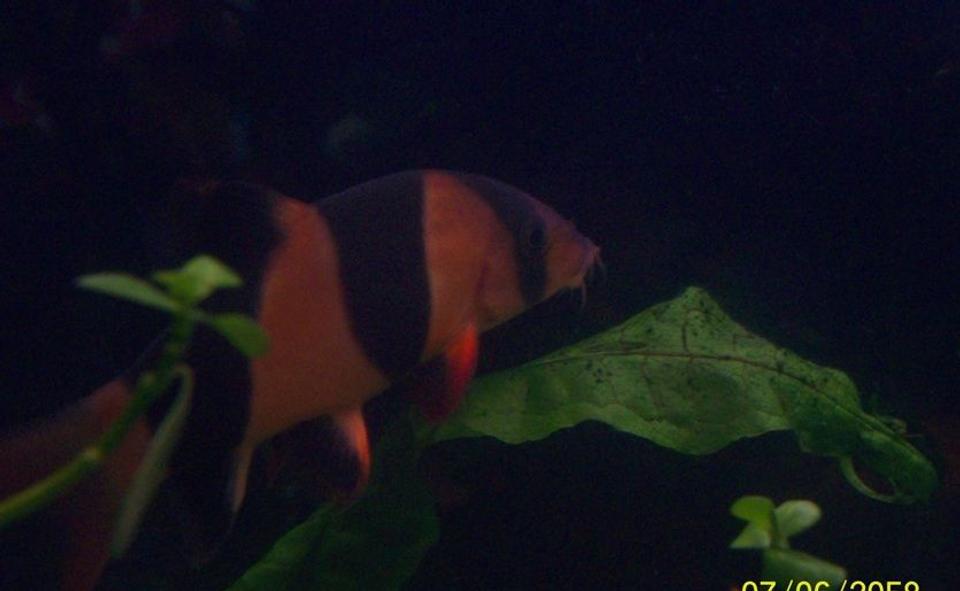 freshwater fish - botia macracantha - clown loach stocking in 55 gallons tank - One of My Clown Loaches