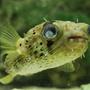 saltwater fish - diodon holocanthus - porcupine puffer stocking in 220 gallons tank - My one eyed Porcupine Puffer. She was damaged in transit to the shop, so my vet nurse girlfriend couldn't resist taking on the wounded!