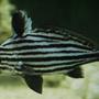 saltwater fish - equetus acuminatus - hi-hat stocking in 220 gallons tank - High Hat or Jack knife fish