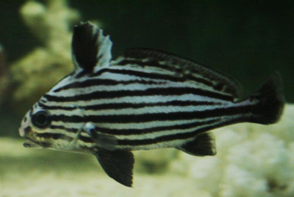 saltwater fish - equetus acuminatus - hi-hat stocking in 220 gallons tank - High Hat or Jack knife fish