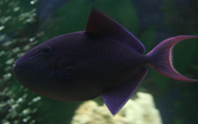 saltwater fish - odonus niger - niger triggerfish stocking in 220 gallons tank - Red Tooth Trigger Fish or Niger Trigger
Beautiful colours, day and night