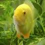 freshwater fish - heros serverus - gold severum stocking in 55 gallons tank - 6" gold severum