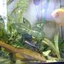 freshwater fish - heros serverus - gold severum stocking in 55 gallons tank - 13" gold pleco 6" gold severum