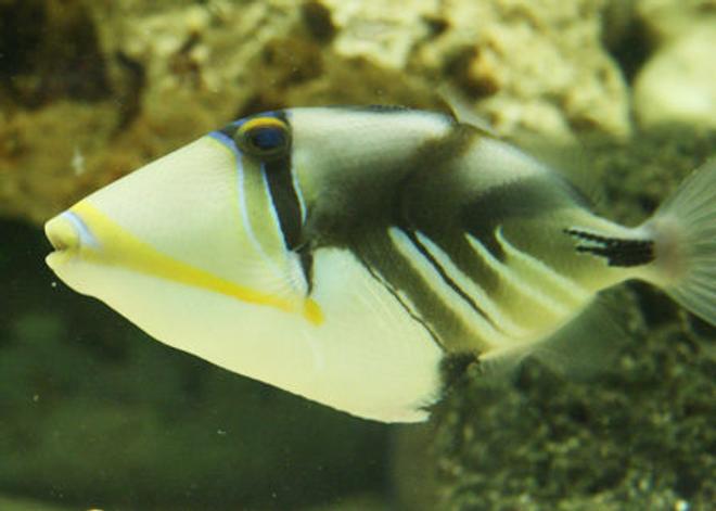 saltwater fish - rhinecanthus aculeatus - humu picasso triggerfish stocking in 220 gallons tank - Picasso trigger or Humu Humu.
I was warned this one would be a trouble maker, but he is as good as gold!