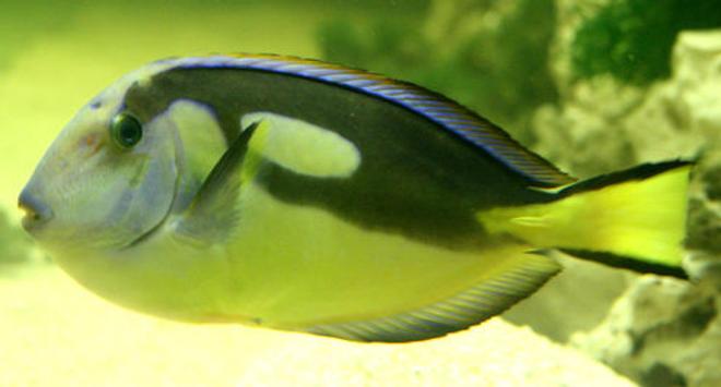 saltwater fish - paracanthurus hepatus var. - blue and yellow hippo tang stocking in 220 gallons tank - Regal Tang/ Surgeon fish. She is not the typical electric blue as she is from a different part of the ocean. Her blue is more colourful now, this pic was taken when she was first put in the tank and was a little stressed