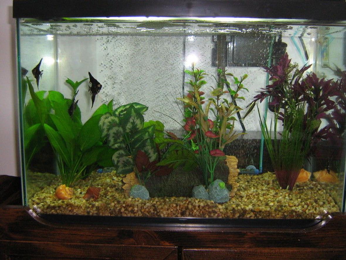 20 gallons planted tank (mostly live plants and fish) - Added 2 Amazon Sword plants helps water condition. Got a chinese algae eater cleans the swords nice. May add more live plants any suggestions ,types ?